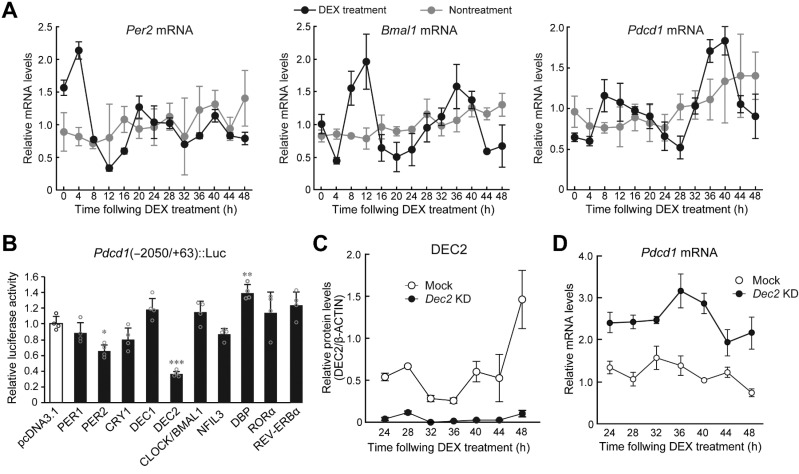 Figure 2. DEC2 regulates the circadian expression of Pdcd1 mRNA in macrophages. A, Temporal mRNA expression profiles of Per2, Bmal1, and Pdcd1 in RAW264.7 cells, whose circadian clocks were synchronized by treatment with 100 nmol/L DEX for 2 hours. Nontreatment cells were set as a nonsynchronized control. Data were normalized by the levels of 18S rRNA and the mean of each group was set at 1.0. Values are the mean with SD (n = 3). There were significant time-dependent variations in Per2, Bmal1, and Pdcd1 in DEX treatment group (F12, 26 = 53.225, P < 0.001 for Per2; F12, 26 = 12.609, P < 0.001 for Bmal1; F12, 26 = 18.874, P < 0.001 for Pdcd1; one-way ANOVA). B, DEC2 negatively regulates the transcription of the Pdcd1 gene. RAW264.7 cells were cotransfected with Pdcd1(-2050/+63)::Luc, and expression vectors for PER1, PER2, CRY1, DEC1, DEC2, CLOCK/BMAL1, NFIL3, DBP, RORα, and REV-ERBα. The values are the mean with SD (n = 3). The value of empty vector (pcDNA3.1)-transfected RAW264.7 cells was set at 1.0. *, P < 0.05; **, P < 0.001; ***, P < 0.001; significant difference from empty vector (pcDNA3.1)-transfected groups (F10,33 = 18.109, P < 0.001; ANOVA with the Tukey Kramer post hoc test). C, Temporal expression profiles of DEC2 protein in mock-transduced and Dec2 KD RAW264.7 cells, whose circadian clocks were synchronized by treatment with 100 nmol/L DEX. Data were normalized by the β-ACTIN levels. Values are the mean with SD (n = 3). (F1, 28 = 216.110, P < 0.01 for group; F6,28 = 17.930, P < 0.01 for time point; F6,28 = 12.966, P < 0.01 for time point×group; two-way ANOVA). D, Temporal expression profiles of Pdcd1 mRNA in mock-transduced and Dec2 KD RAW264.7 cells, whose circadian clocks were synchronized by treatment with 100 nmol/L DEX. Data were normalized by the levels of 18S rRNA. Values are the mean with SD (n = 3). (F1,28 = 323.663, P < 0.01 for group; F6,28 = 8.459, P = 0.016 for time point; F6,28 = 4.890, P < 0.01 for time point×group; two-way ANOVA).