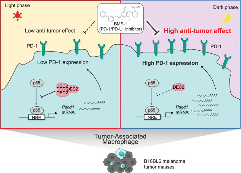 Figure 6. Schematic diagram of underlying mechanism the dosing time-dependent changes in the antitumor effects of PD-1/PD-L1 inhibitor in B16BL6 melanoma-implanted mice. The time-dependent repression of p65-mediated transactivation of Pdcd1 by DEC2 induces the circadian expression of Pdcd1 in TAMs. The antitumor efficacy of PD-1/PD-L1 inhibitor BMS-1 is enhanced by administering at the time of day when PD-1 expression increased on TAMs.