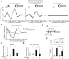 Figure 3. Repression of NF-κB–mediated transactivation by DEC2 underlies the circadian expression of Pdcd1. A, Bioluminescence profiles driven by Pdcd1(-2050/+63)::Luc-, Pdcd1(-1540/+63)::Luc-, and Pdcd1(-913/+63)::Luc-transfected NIH3T3 cells after treatment with 100 nmol/L DEX for 2 hours. The upper schematic diagrams show luciferase reporter constructs containing different lengths of the upstream region of the mouse Pdcd1 gene. Closed boxes indicate the sites homologous with clock gene response elements and the numbers of nucleotide residues indicate the distance from the transcription start site (+1). Values are the mean with SD (n = 6–8). B, Bioluminescence profiles driven by Pdcd1(-1540/+63)::Luc in circadian clock-synchronized NIH3T3 cells transfected with Dec2-expressing vectors or control (pcDNA) vectors. C, Location of the NRE in the upstream region of the mouse Pdcd1 gene. D, Suppression of p65-mediated transactivation of the NRE::Luc by DEC2. RAW264.7 cells were cotransfected with NRE::Luc, and expression vectors for p65 and DEC2. Values are the mean with SD (n = 3). The value of empty vector (pcDNA3.1)-transfected RAW264.7 cells was set at 1.0. **, P < 0.01; significant difference between the two groups (F3,8 = 237.051, P < 0.001; one-way ANOVA with Tukey Kramer post hoc test). E, Suppression of p65-mediated transactivation of the Pdcd1 (–1540/+63)::Luc by DEC2. RAW264.7 cells were cotransfected with Pdcd1(–1540)::Luc, and expression vectors for p65 and DEC2. Values are the mean with SD (n = 3). The value of empty vector (pcDNA3.1)-transfected RAW264.7 cells was set at 1.0. **, P < 0.01; significant difference between the two groups (F3,8 = 29.215, P < 0.001; one-way ANOVA with Tukey Kramer post hoc test). F, Suppression of LPS-induced nuclear translocation of p65 by DEC2. RAW264.7 cells were transfected with empty vector (pcDNA3.1) or Dec2-expressing vector and then treated with 1 µg/mL of LPS for 30 minutes. **, P < 0.01; significant difference between the two groups (F3,8 = 96.447, P < 0.001; one-way ANOVA with Tukey Kramer post hoc test).