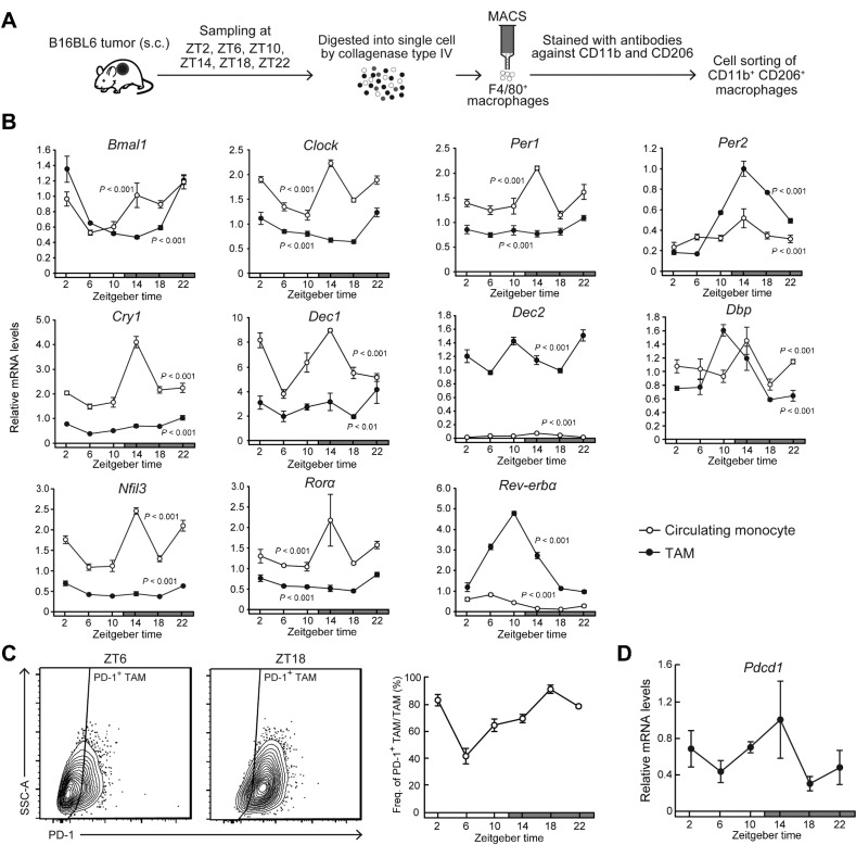 Figure 1. Diurnal variations in the population rate of PD-1–expressing TAMs in mouse B16/BL6 melanoma-forming tumor masses. A, Schematic depicting the isolation method of TAMs from mouse B16/BL6 melanoma-forming tumor masses. B, Temporal mRNA expression profiles of Bmal1, Clock, Per1, Per2, Cry1, Dec1, Dec2, Dbp, Nfil3, Rorα, and Rev-erbα in TAMs and circulating monocytes. Data were normalized by 18S rRNA levels. Values are the mean with SD (n = 3). There were significant time-dependent variations in the mRNA levels of all circadian clock gene in both TAMs and circulating monocytes (P < 0.01, respectively; one-way ANOVA). C, The left diagrams show the representative proportion of PD-1+ TAMs collected at ZT6 and ZT18. Right panel shows temporal profiles of the population of PD-1–expressing F4/80+ CD11b+ CD206+ TAMs. Values are the mean with SD (n = 3). There was a significant time-dependent variation in the population of PD-1–expressing TAMs. (F5,12 = 63.251, P < 0.001; one-way ANOVA). D, Temporal expression profile of Pdcd1 mRNA in TAMs. Data were normalized by 18S rRNA levels. Values are the mean with SD (n = 3). There was a significant time-dependent variation in Pdcd1 mRNA levels (F5,12 = 4.167, P = 0.020; one-way ANOVA). The horizontal bar at the bottom of each panel indicates light and dark cycles.