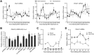 Figure 2. DEC2 regulates the circadian expression of Pdcd1 mRNA in macrophages. A, Temporal mRNA expression profiles of Per2, Bmal1, and Pdcd1 in RAW264.7 cells, whose circadian clocks were synchronized by treatment with 100 nmol/L DEX for 2 hours. Nontreatment cells were set as a nonsynchronized control. Data were normalized by the levels of 18S rRNA and the mean of each group was set at 1.0. Values are the mean with SD (n = 3). There were significant time-dependent variations in Per2, Bmal1, and Pdcd1 in DEX treatment group (F12, 26 = 53.225, P < 0.001 for Per2; F12, 26 = 12.609, P < 0.001 for Bmal1; F12, 26 = 18.874, P < 0.001 for Pdcd1; one-way ANOVA). B, DEC2 negatively regulates the transcription of the Pdcd1 gene. RAW264.7 cells were cotransfected with Pdcd1(-2050/+63)::Luc, and expression vectors for PER1, PER2, CRY1, DEC1, DEC2, CLOCK/BMAL1, NFIL3, DBP, RORα, and REV-ERBα. The values are the mean with SD (n = 3). The value of empty vector (pcDNA3.1)-transfected RAW264.7 cells was set at 1.0. *, P < 0.05; **, P < 0.001; ***, P < 0.001; significant difference from empty vector (pcDNA3.1)-transfected groups (F10,33 = 18.109, P < 0.001; ANOVA with the Tukey Kramer post hoc test). C, Temporal expression profiles of DEC2 protein in mock-transduced and Dec2 KD RAW264.7 cells, whose circadian clocks were synchronized by treatment with 100 nmol/L DEX. Data were normalized by the β-ACTIN levels. Values are the mean with SD (n = 3). (F1, 28 = 216.110, P < 0.01 for group; F6,28 = 17.930, P < 0.01 for time point; F6,28 = 12.966, P < 0.01 for time point×group; two-way ANOVA). D, Temporal expression profiles of Pdcd1 mRNA in mock-transduced and Dec2 KD RAW264.7 cells, whose circadian clocks were synchronized by treatment with 100 nmol/L DEX. Data were normalized by the levels of 18S rRNA. Values are the mean with SD (n = 3). (F1,28 = 323.663, P < 0.01 for group; F6,28 = 8.459, P = 0.016 for time point; F6,28 = 4.890, P < 0.01 for time point×group; two-way ANOVA).