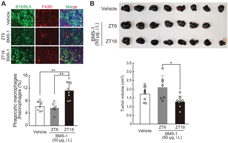 Figure 5. Dosing time-dependent change in the ability of BMS-1 to inhibit the growth of B16/BL6 melanoma implanted in mice. A, Difference in the number of phagocytic macrophages in B16/BL6 tumor masses 7 days after administration of BMS-1 at ZT6 and ZT18. Cflar KD B16/BL6 cells were implanted into subcutaneous tissue of the back region in C57BL/6J mice. From 9 days after implantation, mice were intratumorally (i.t.) injected with a single daily dose of BMS-1 (50 µg) or vehicle (10% DMSO in PBS) at ZT6 or ZT18. The left panel shows immunofluorescence labelling of F4/80 (red) in the GFP-expressing B16/BL6 (green) tumor masses. The scale bar indicates 50 µm. The phagocytic macrophages were manually counted in a blinded manner. Values are the mean with SD (n = 7–8). **, P < 0.01; significant difference between the two groups (F2,19 = 17.746, P < 0.001; one-way ANOVA with Tukey Kramer post hoc test). B, Difference in the volume of B16/BL6 melanoma-forming tumor cells at 7 days after the administration of BMS-1 at ZT6 and ZT18. Values are the mean with SD (n = 7–8). *, P < 0.05; significant difference between the two groups (F2,20 = 5.271, P = 0.0145; one-way ANOVA with Tukey Kramer post hoc test). Upper photograph shows dissected tumor from B16/BL6 melanoma-implanted mice at 7 days after the administration of BMS-1 at ZT6 and ZT18.