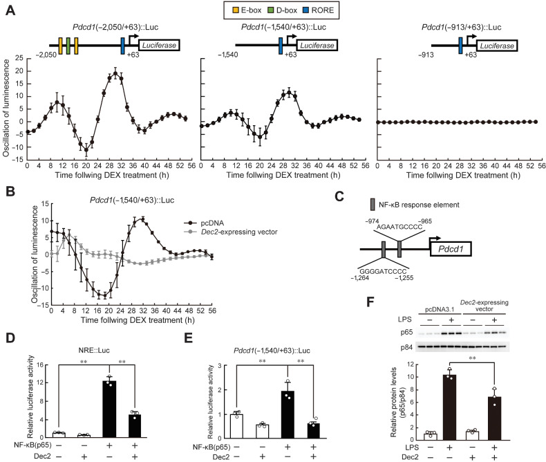 Figure 3. Repression of NF-κB–mediated transactivation by DEC2 underlies the circadian expression of Pdcd1. A, Bioluminescence profiles driven by Pdcd1(-2050/+63)::Luc-, Pdcd1(-1540/+63)::Luc-, and Pdcd1(-913/+63)::Luc-transfected NIH3T3 cells after treatment with 100 nmol/L DEX for 2 hours. The upper schematic diagrams show luciferase reporter constructs containing different lengths of the upstream region of the mouse Pdcd1 gene. Closed boxes indicate the sites homologous with clock gene response elements and the numbers of nucleotide residues indicate the distance from the transcription start site (+1). Values are the mean with SD (n = 6–8). B, Bioluminescence profiles driven by Pdcd1(-1540/+63)::Luc in circadian clock-synchronized NIH3T3 cells transfected with Dec2-expressing vectors or control (pcDNA) vectors. C, Location of the NRE in the upstream region of the mouse Pdcd1 gene. D, Suppression of p65-mediated transactivation of the NRE::Luc by DEC2. RAW264.7 cells were cotransfected with NRE::Luc, and expression vectors for p65 and DEC2. Values are the mean with SD (n = 3). The value of empty vector (pcDNA3.1)-transfected RAW264.7 cells was set at 1.0. **, P < 0.01; significant difference between the two groups (F3,8 = 237.051, P < 0.001; one-way ANOVA with Tukey Kramer post hoc test). E, Suppression of p65-mediated transactivation of the Pdcd1 (–1540/+63)::Luc by DEC2. RAW264.7 cells were cotransfected with Pdcd1(–1540)::Luc, and expression vectors for p65 and DEC2. Values are the mean with SD (n = 3). The value of empty vector (pcDNA3.1)-transfected RAW264.7 cells was set at 1.0. **, P < 0.01; significant difference between the two groups (F3,8 = 29.215, P < 0.001; one-way ANOVA with Tukey Kramer post hoc test). F, Suppression of LPS-induced nuclear translocation of p65 by DEC2. RAW264.7 cells were transfected with empty vector (pcDNA3.1) or Dec2-expressing vector and then treated with 1 µg/mL of LPS for 30 minutes. **, P < 0.01; significant difference between the two groups (F3,8 = 96.447, P < 0.001; one-way ANOVA with Tukey Kramer post hoc test).