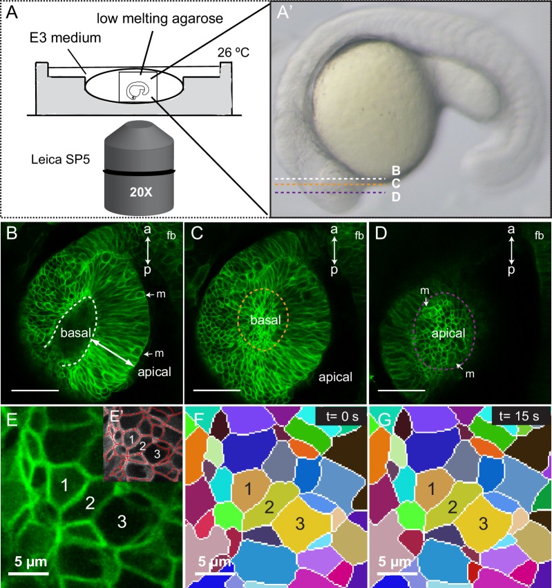 Figure 1—figure supplement 1.