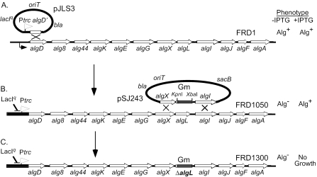 FIG. 1.