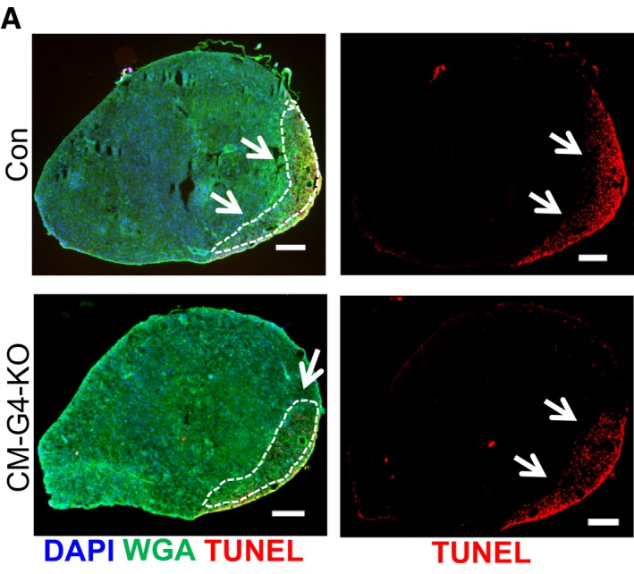 Figure 2A