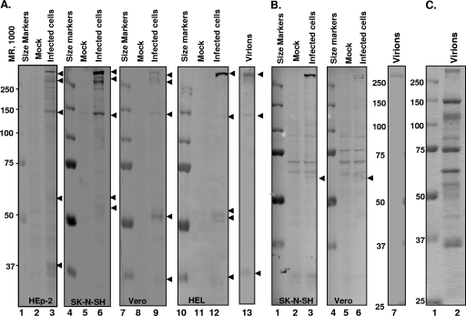 FIG. 5.