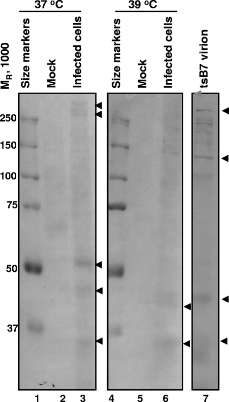 FIG. 6.