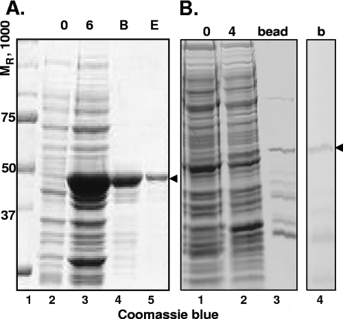 FIG. 4.