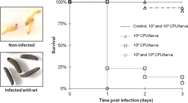 Fig 2