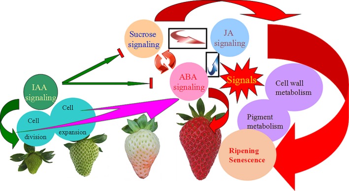 Figure 14