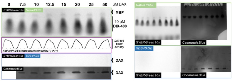 Figure 5—figure supplement 2.