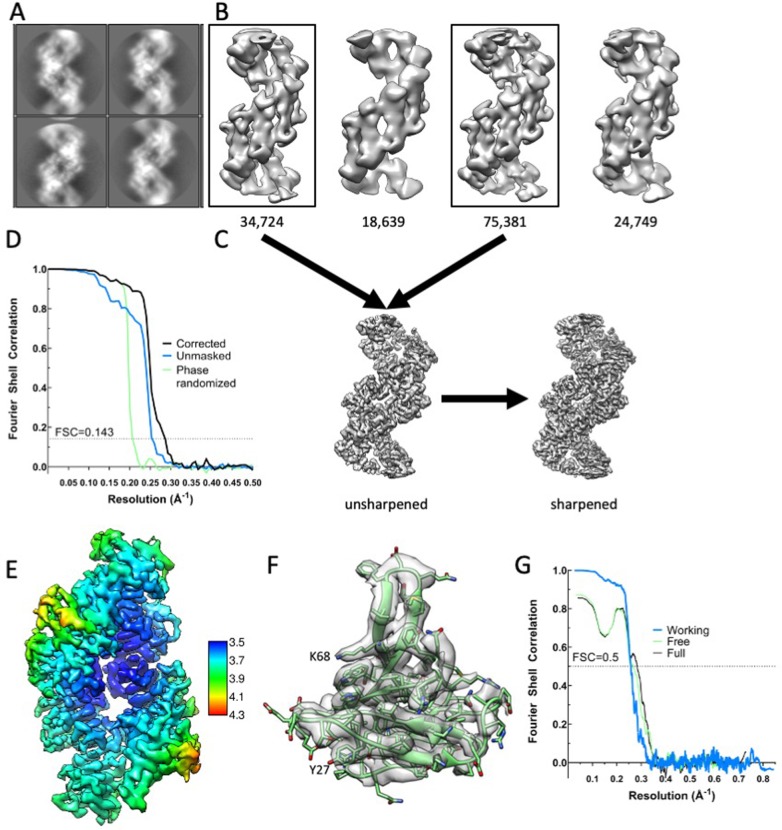 Figure 2—figure supplement 1.