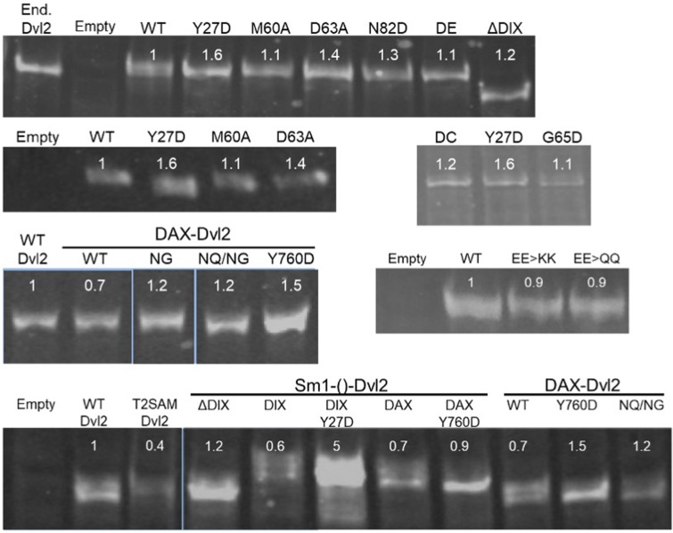 Figure 3—figure supplement 2.