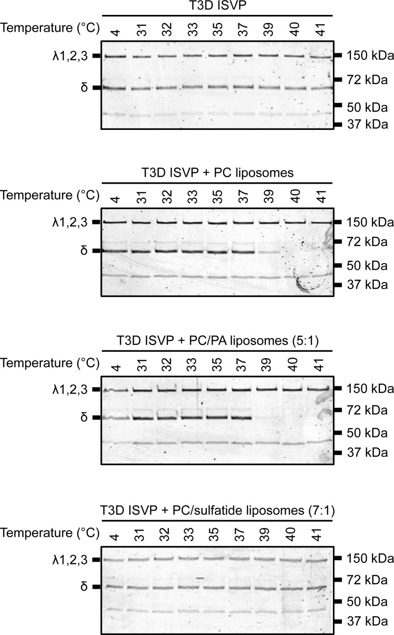 FIG 7