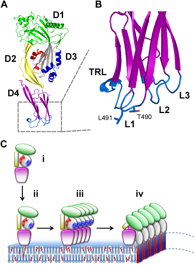 Figure 1