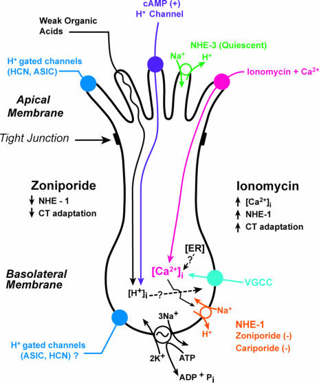 Figure 12