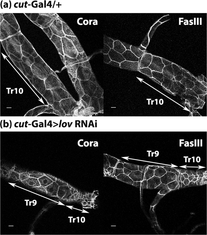 Fig 9