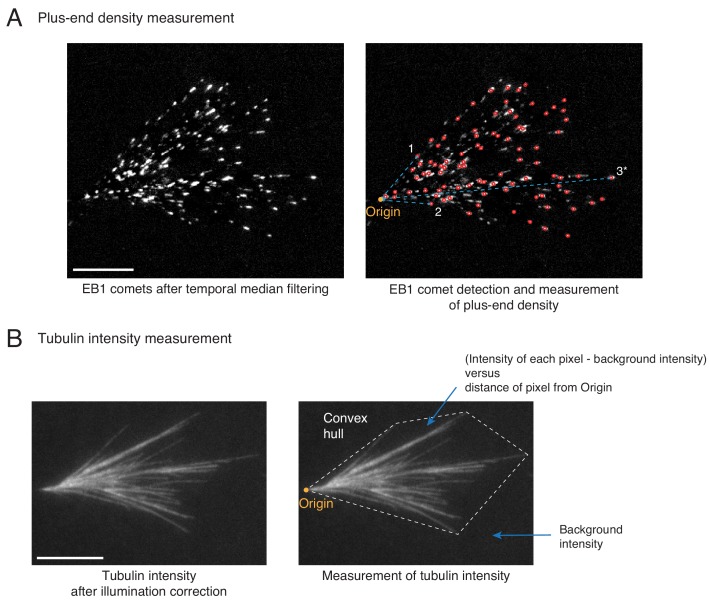 Figure 2—figure supplement 2.