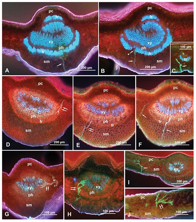 Fig 4