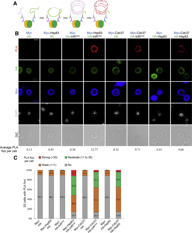 Figure 3