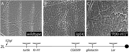 Figure 2.—