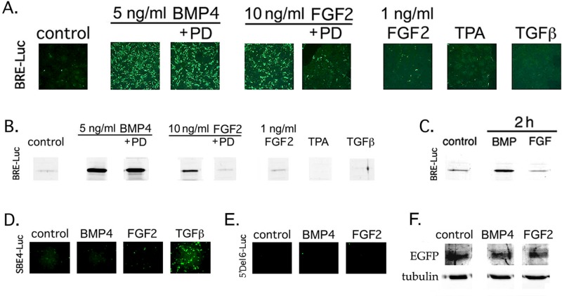 FIGURE 7: