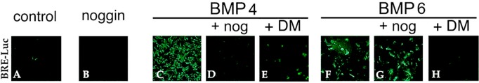 FIGURE 6: