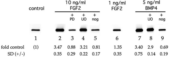 FIGURE 5: