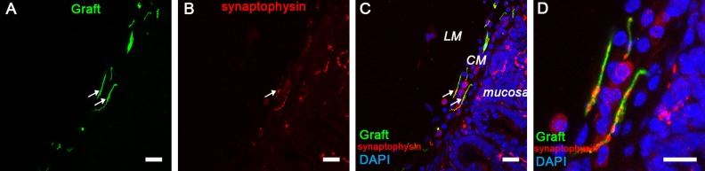 Fig 6.