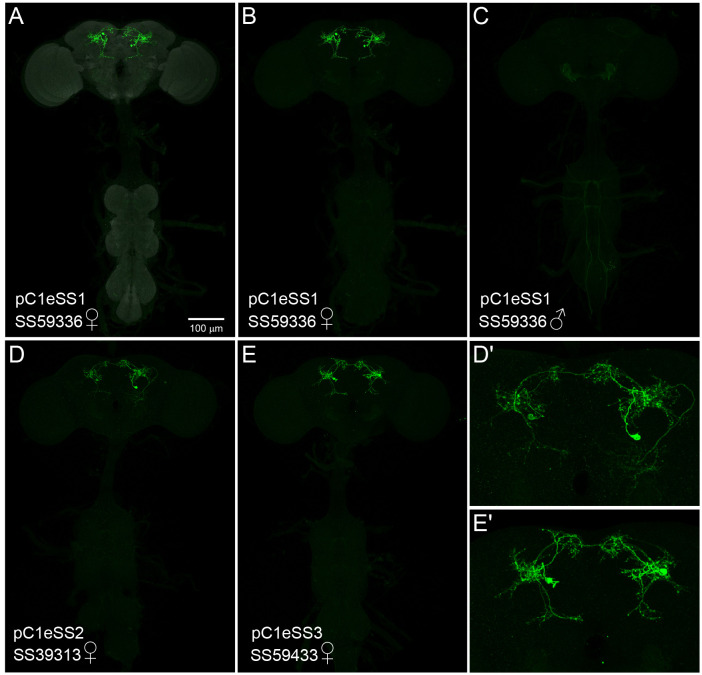 Figure 4—figure supplement 2.