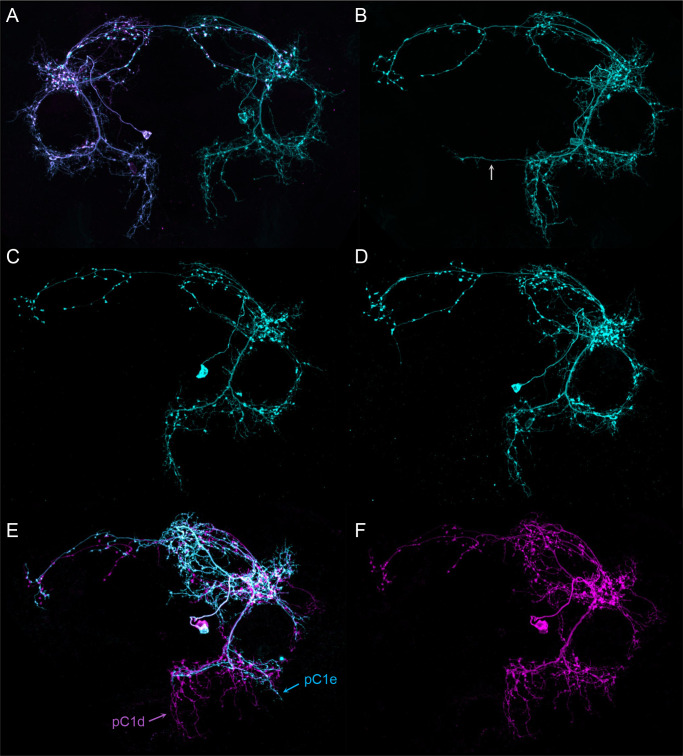 Figure 4—figure supplement 3.