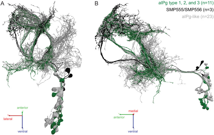 Figure 5—figure supplement 1.