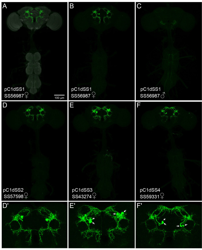 Figure 4—figure supplement 1.