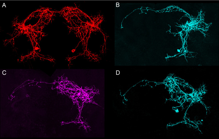 Figure 4—figure supplement 4.