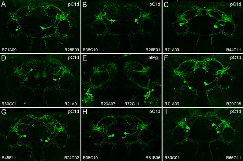 Figure 3—figure supplement 1.