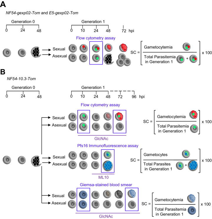 Figure 1—figure supplement 1.