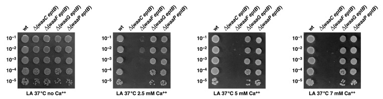 Figure 12