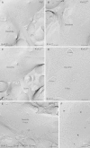 Fig. 5