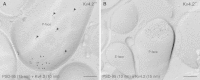 Fig. 7
