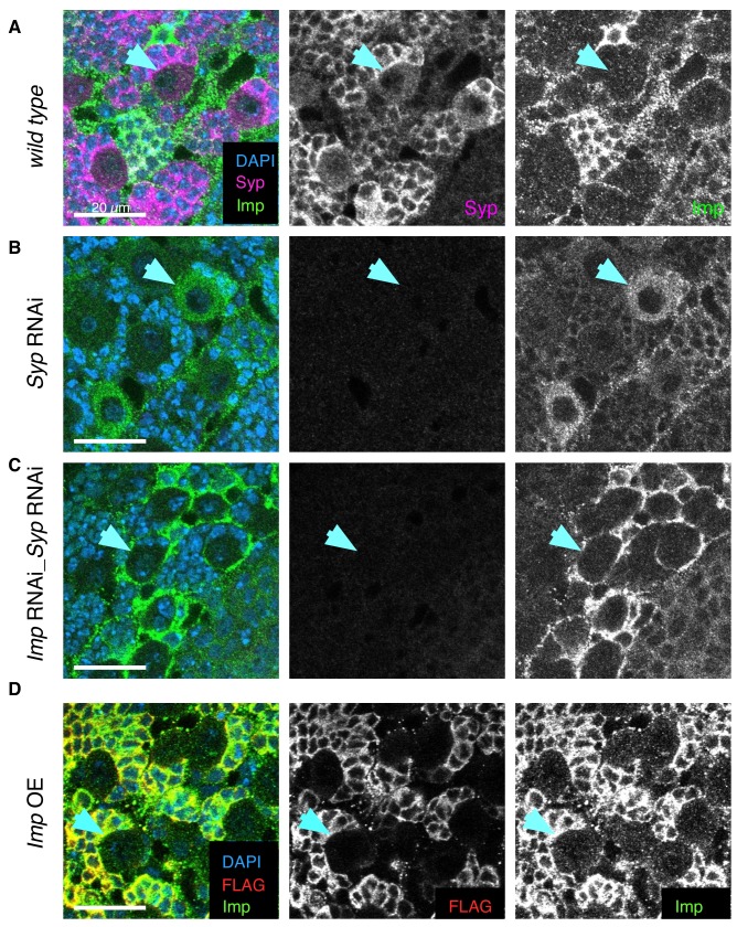 Figure 1—figure supplement 1.