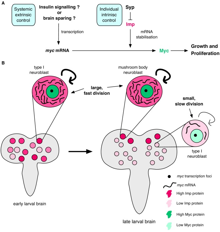 Figure 7.