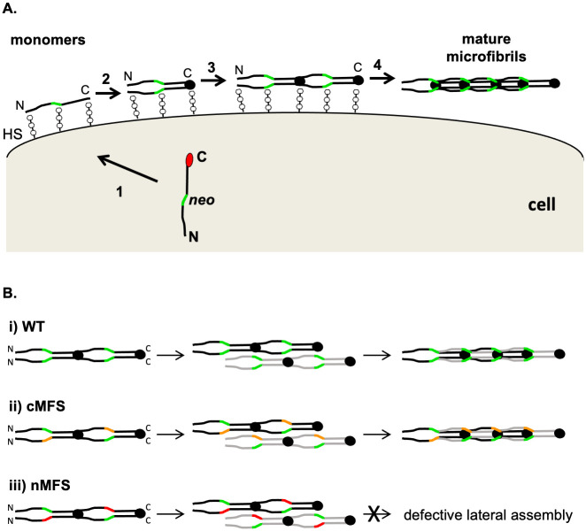 Fig 6