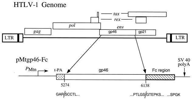 FIG. 1