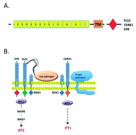 Figure 2: