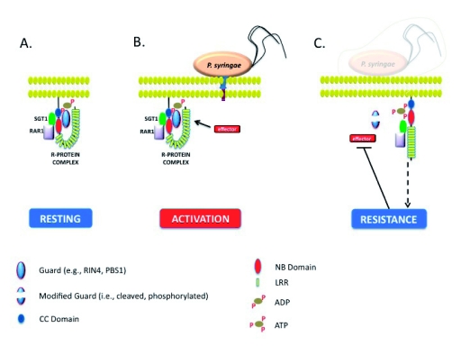 Figure 4: