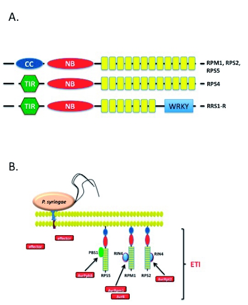 Figure 3: