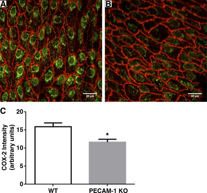 Fig. 12.