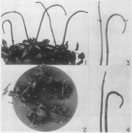 Fig. 1-4