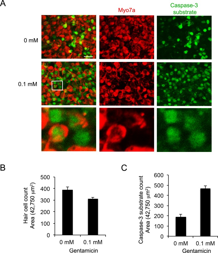 Figure 2—figure supplement 2.